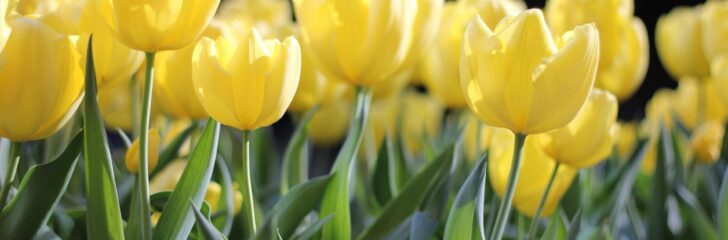 Glad påsk Däckavisen