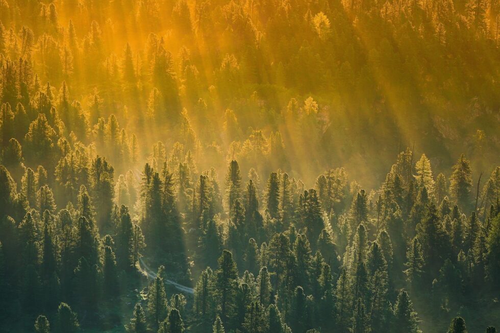 skog däckåtervinning