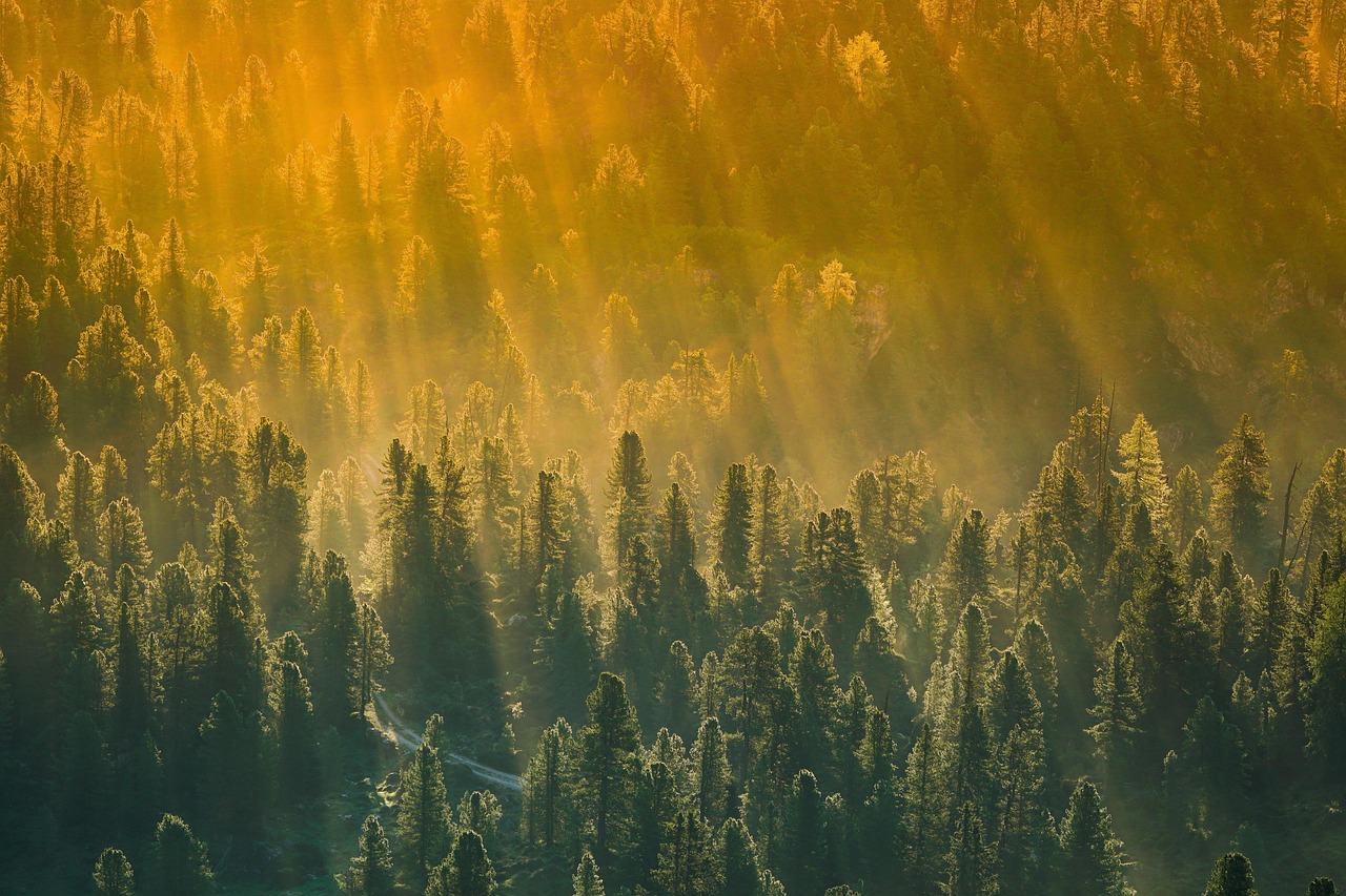 skog däckåtervinning